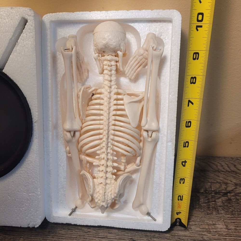 17"Human Skeleton HALLOWEEN Anatomy Model Science Classroom Skeleton Model Tool