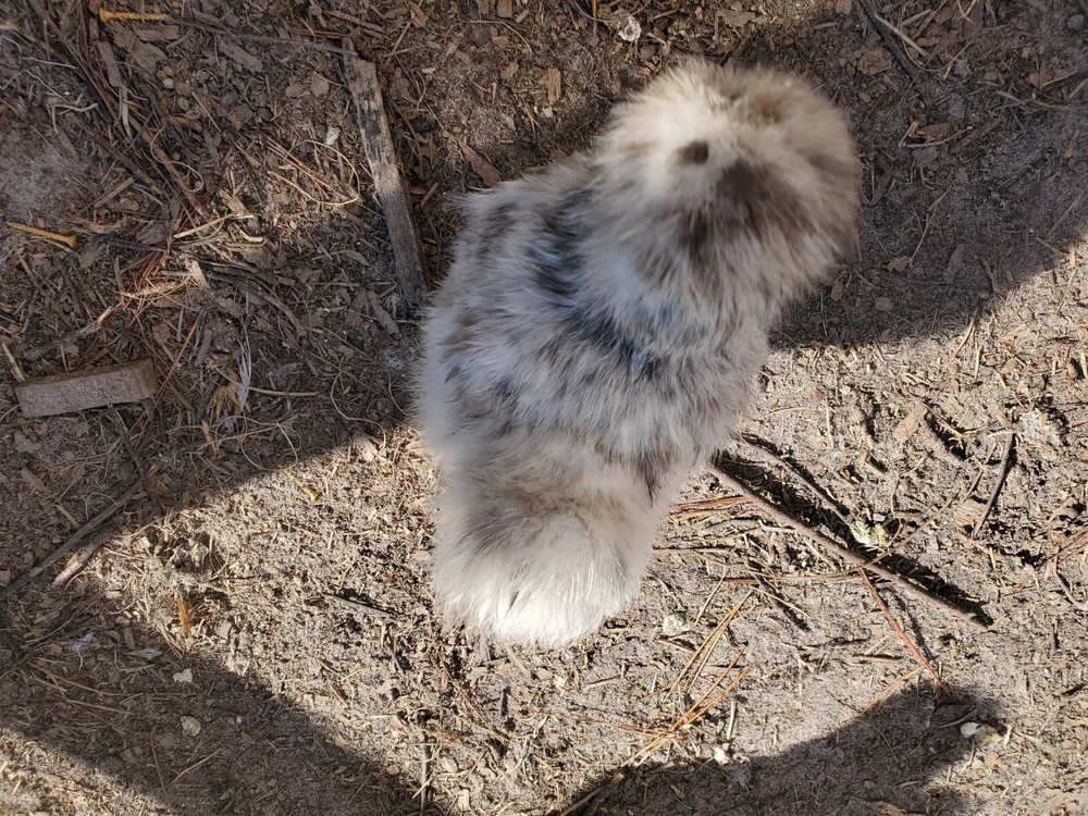 5 VERY RARE SPLASH SILKIE- Bantam HATCHING CHICKEN EGGS