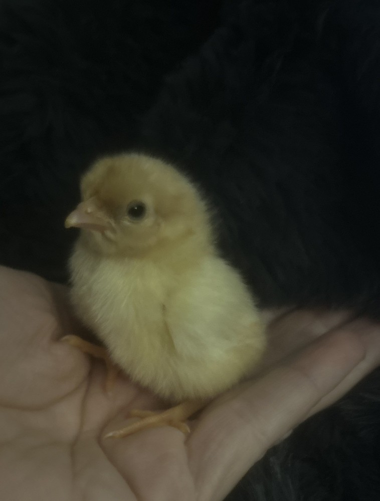 Set of 6 - Bantam White Leghorn Hatching Eggs