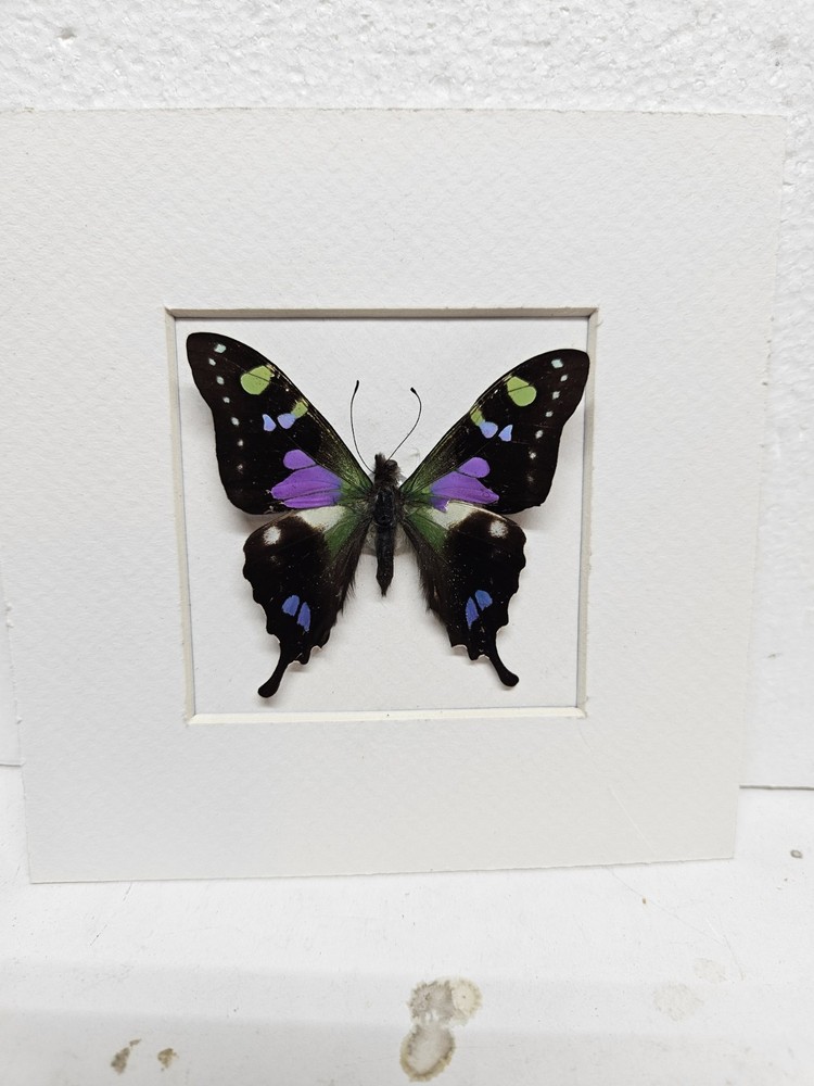 Real framed Purple Spotted Swallowtail in custom shadowbox