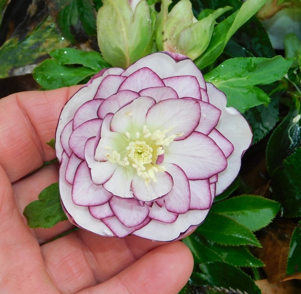 Hellebore Plants Mixed Double Flowered Seedlings
