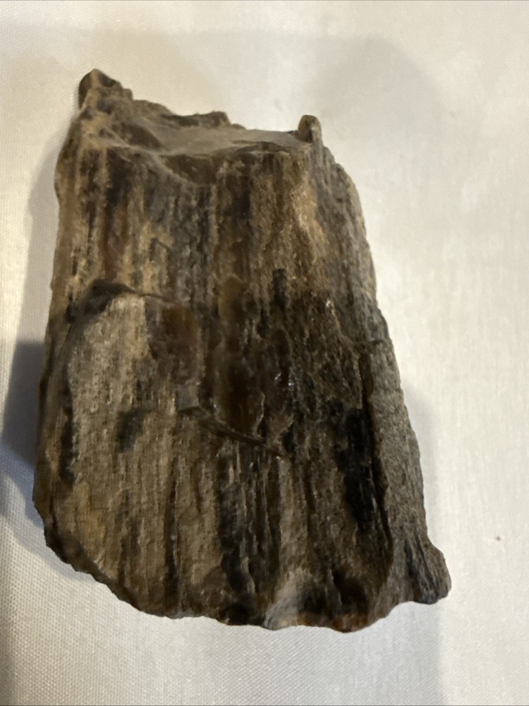 Quality Petrified Wood, Small Piece Nice Looking Small Item