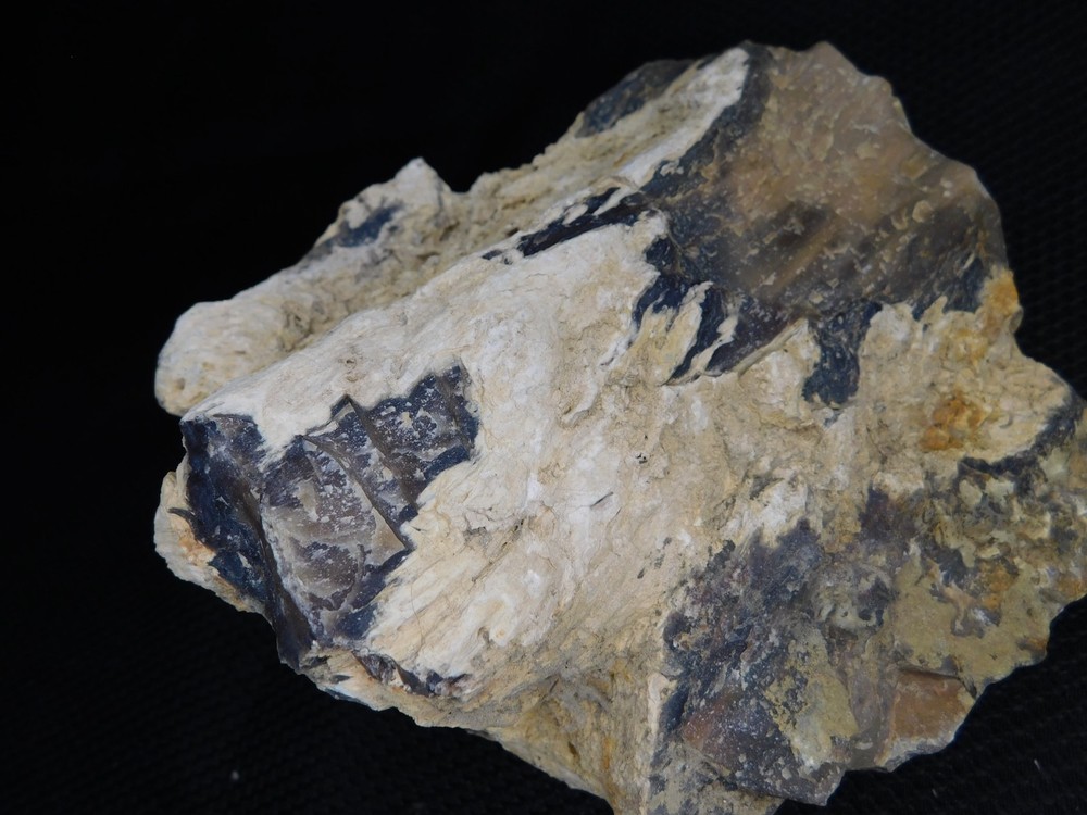 Limb Cast Petrified Wood Specimen Multiple Branches Opalized Agatized Vintage