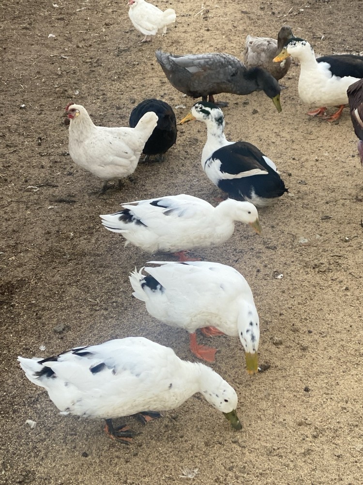 ancona duck eggs, Dozen