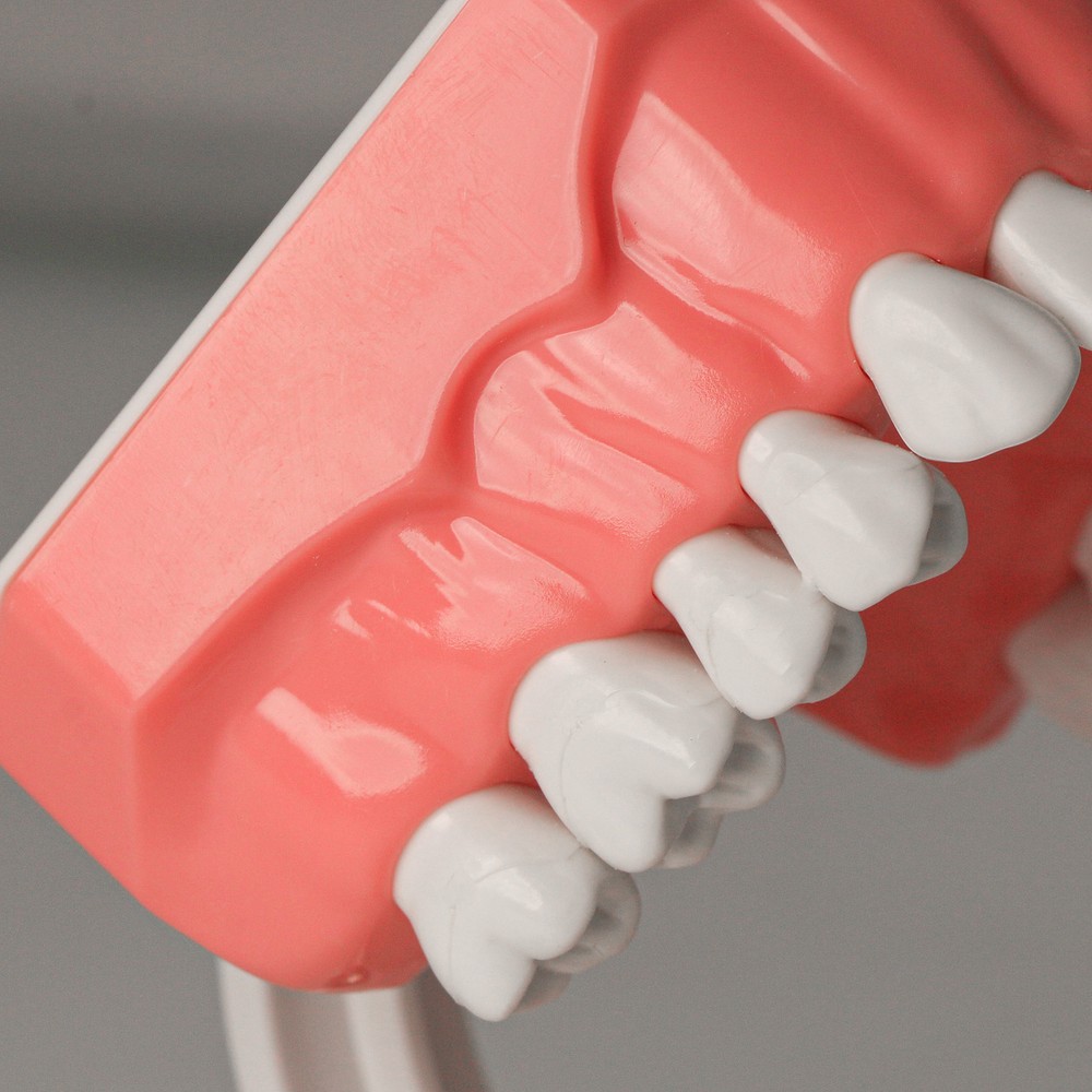 US Dental Teeth Typodont Model for Brushing Flossing Practice Teaching Study