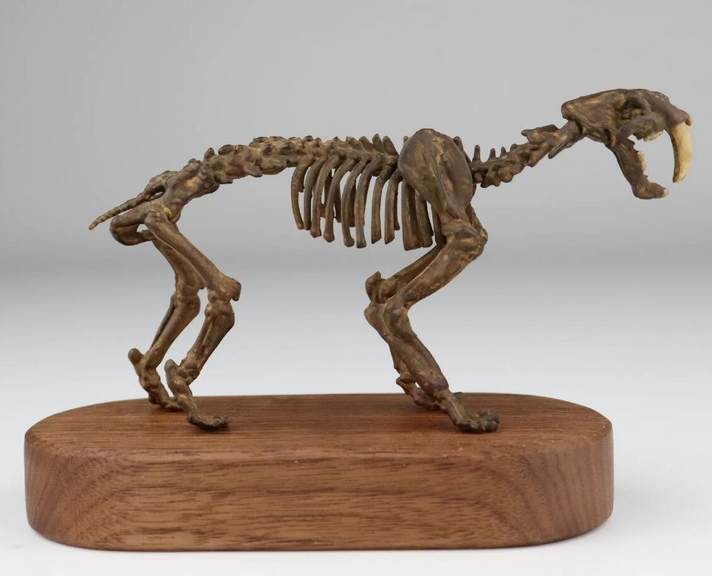 Smilodon populator Statue Skeleton Model Animal Model Display 2.5in Height