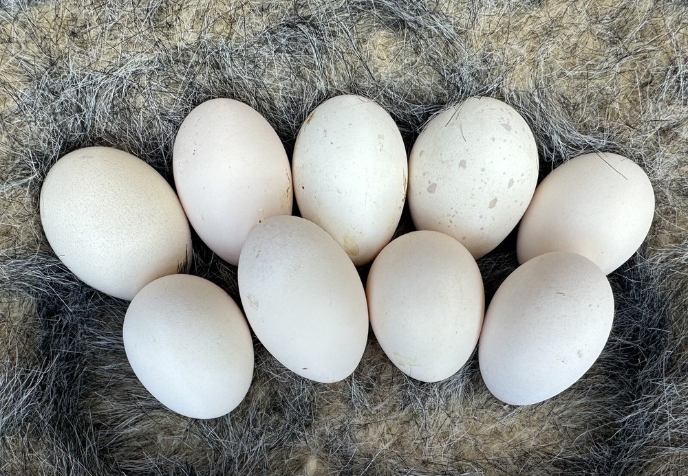 18 Bobtail Bantam Cochin Eggs