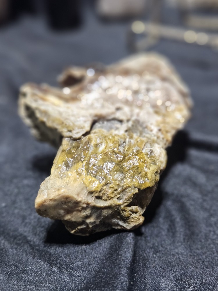 Petrified Limb Polished Specimen (7.8oz)