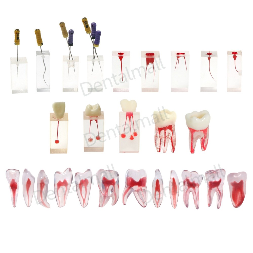 Dental Root Canal Practice Teeth Model for Pulp Study RCT Endo File Teach Study