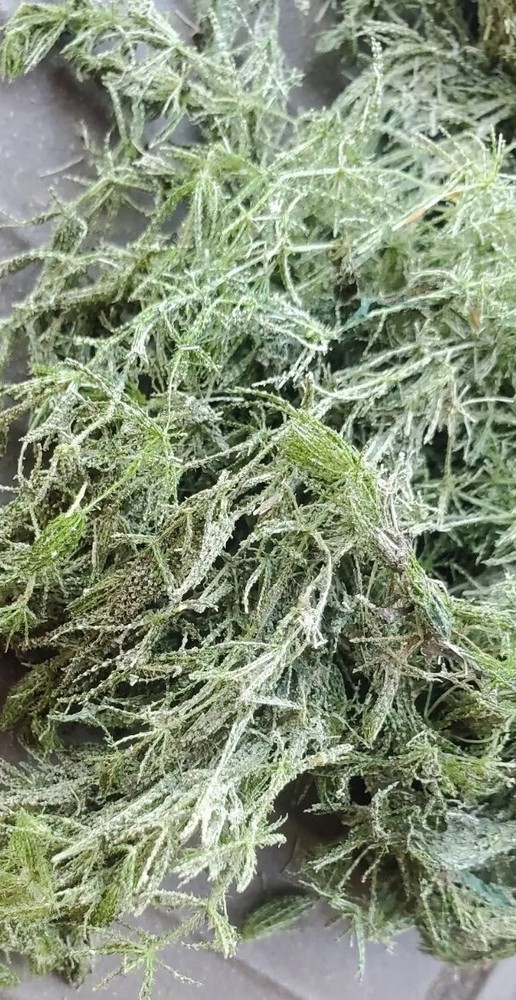 Moss Najas gracillima dried