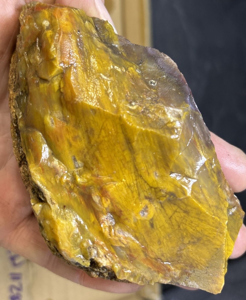 Colorful petrified wood