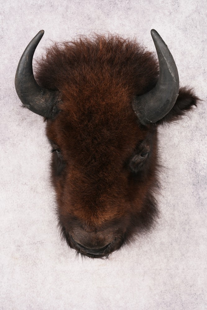 Bison Head Mount SKU 3198