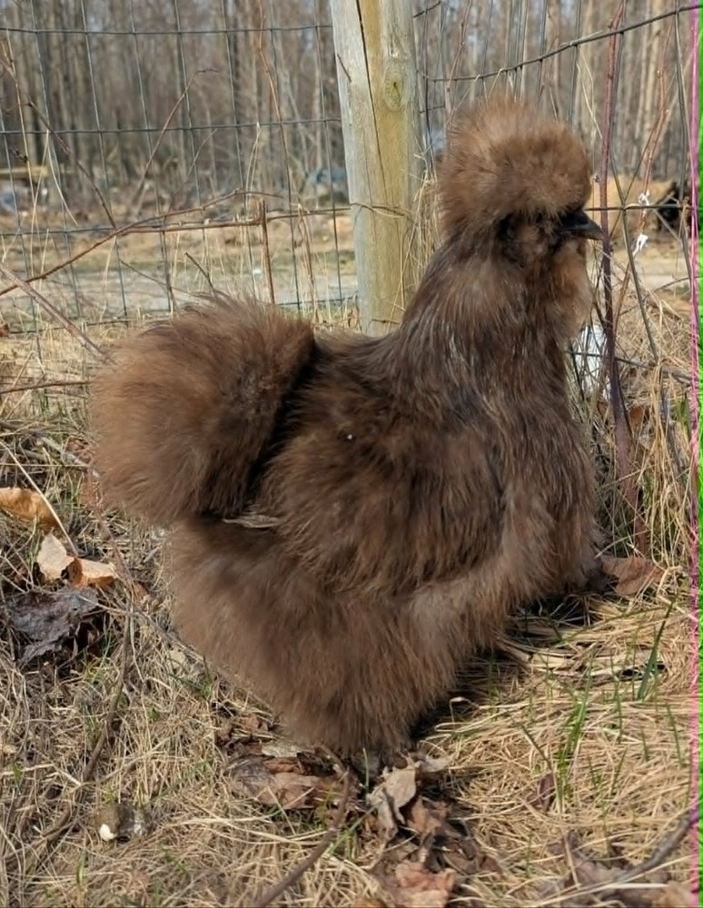 10 +Extras Chocolate partridge silkie hatching eggs