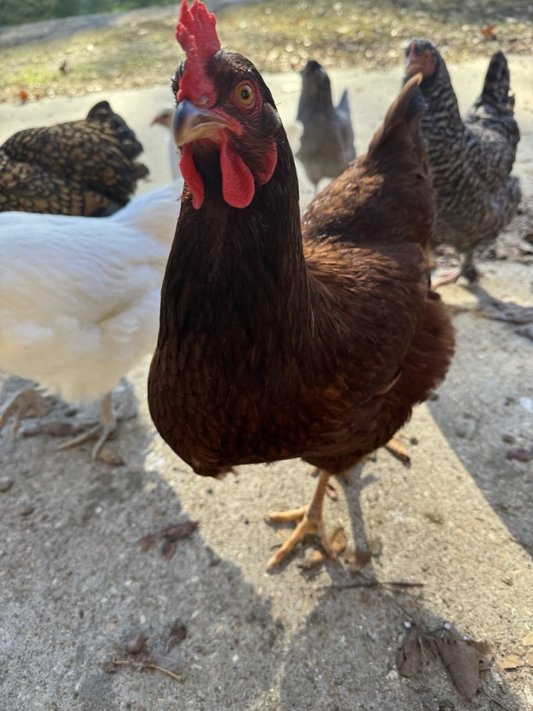 12 Rainbow Egger Hatching Eggs -Colorful Chicks + Eggs🌈 Rare Breed Chickens