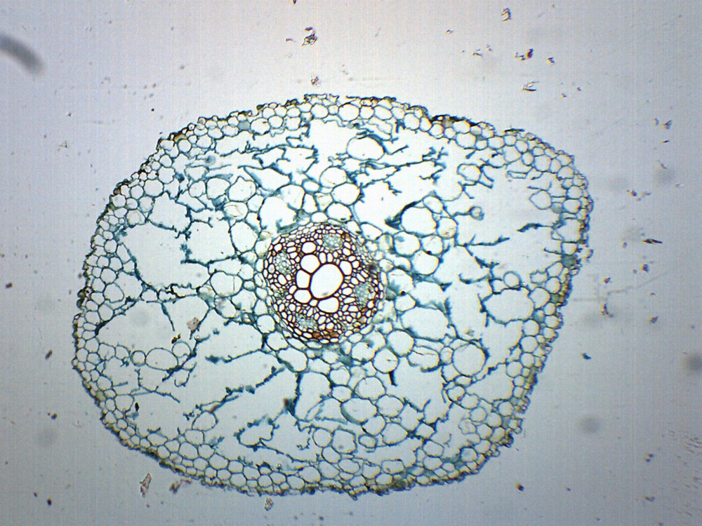 Ranunculus Root - CS - Prepared Slide - 75x25mm - Eisco Labs