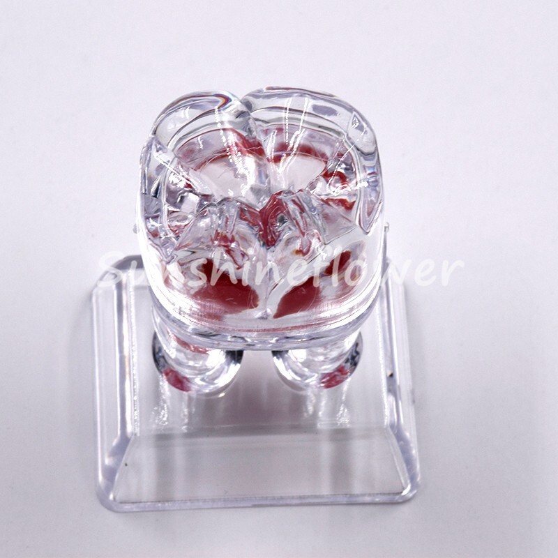 2X Dental Crystal Base Teeth Model Hard Plastic Teaching Demonstration Separable