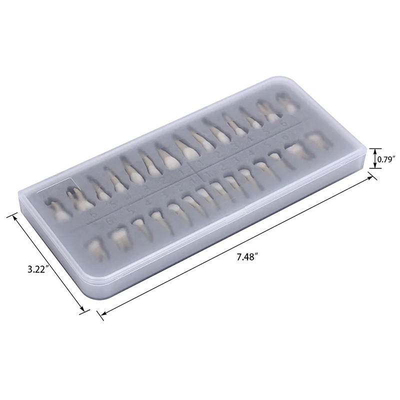 Dental 1:1 Demonstration Permanent Teeth Teach Study Model Full Mouth 28Pcs/Set