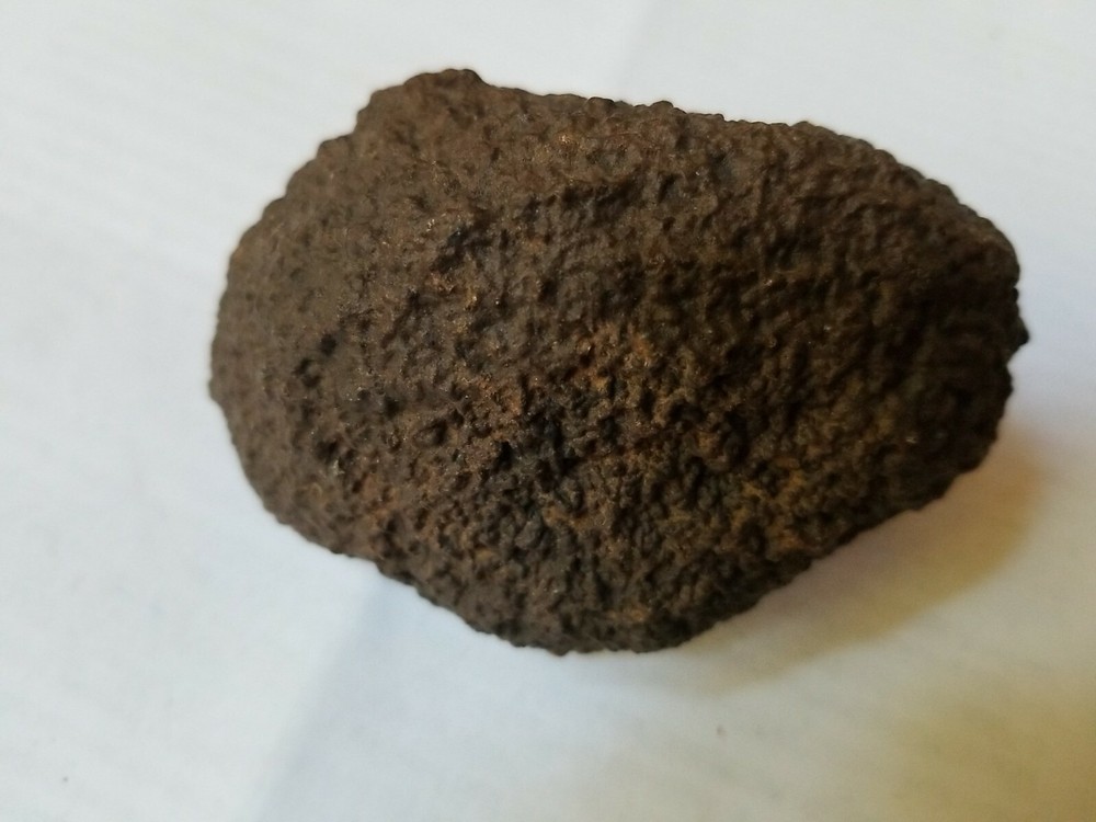 dino coprolite fossil poo from Utah