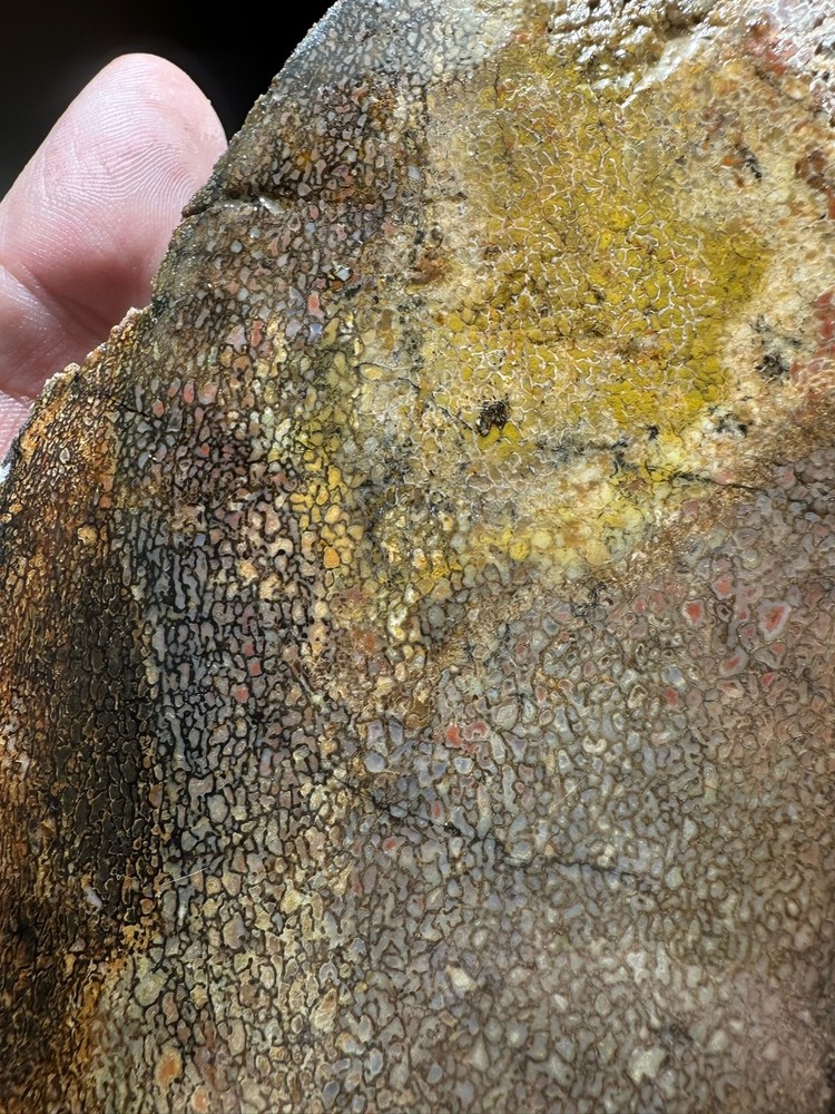 Dinosaur bone rough **hxtled slab.