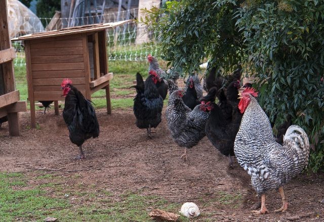 Organic Chicken Manure, 3-4-3 NPK