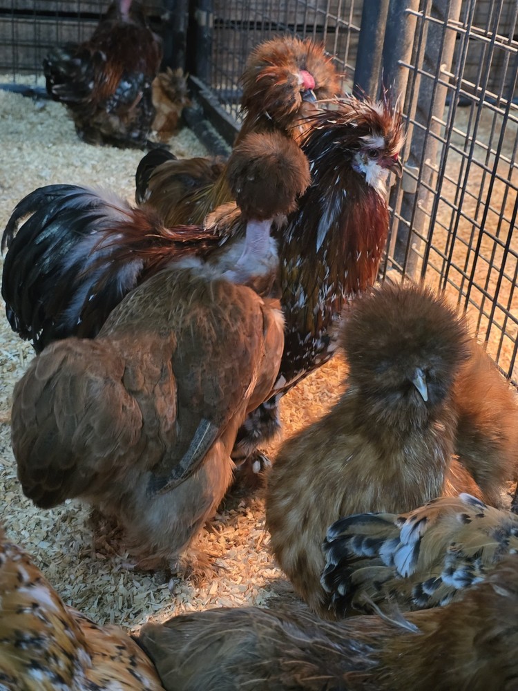 6+ Bantam Mille Silkie & Satin Chicken Hatching Eggs
