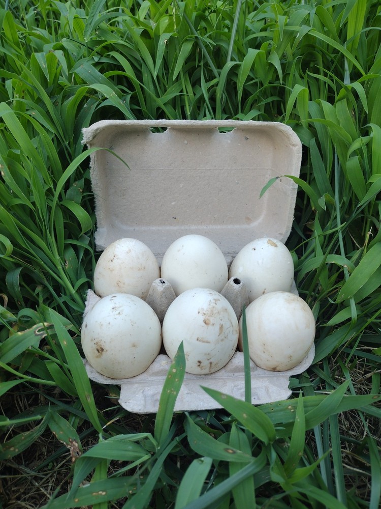 Fertile  Golden 300 (Duck) Hatching eggs ( 6 - HALF dozen )