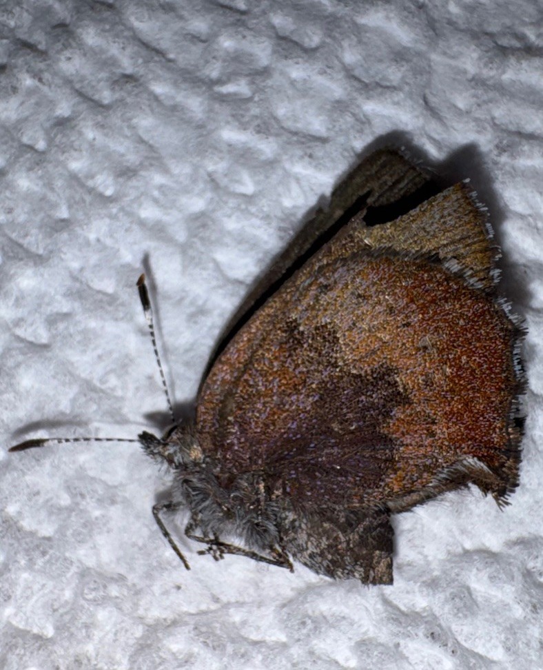JS - Brown Elfin Butterfly  (Callophrys augustinus) 6