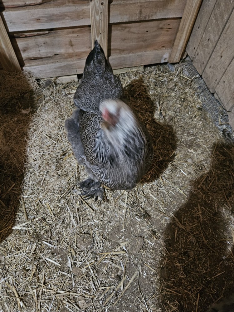 Brahma chicken hatching eggs (10 +2)