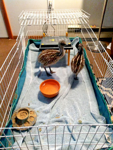 FRESH FERTILE EMU HATCHING EGGS USPS PRIORITY MAIL SHIPS WITHIN 24HR FROM LAYING