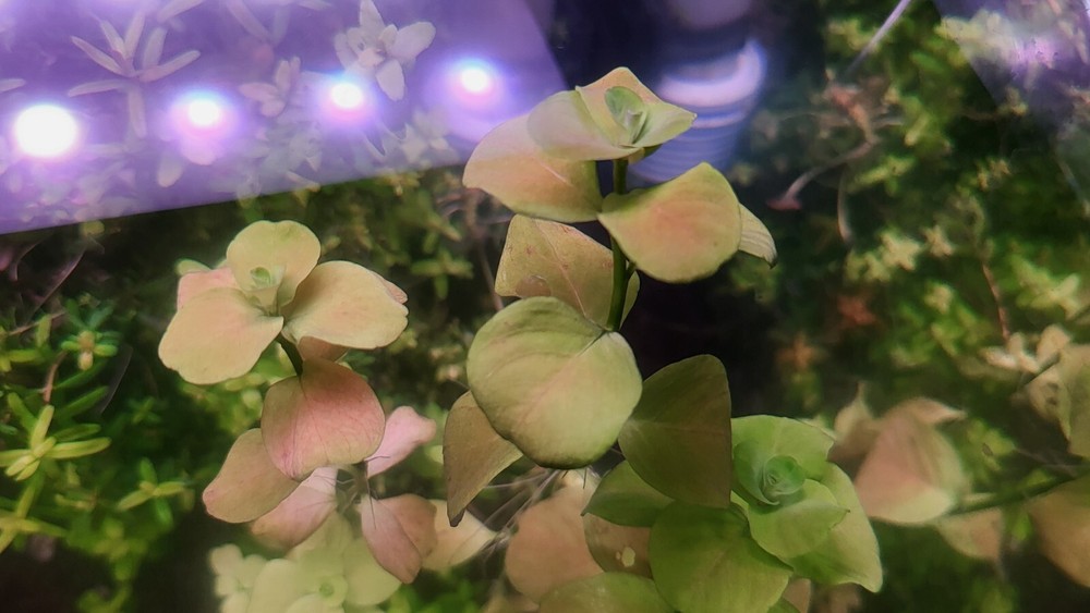 Mattogrossense Grosso 2x