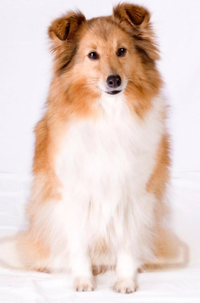 Extra Strength Dog Shampoo - Supports Skin Problems. Unconditional Guarantee. Ma