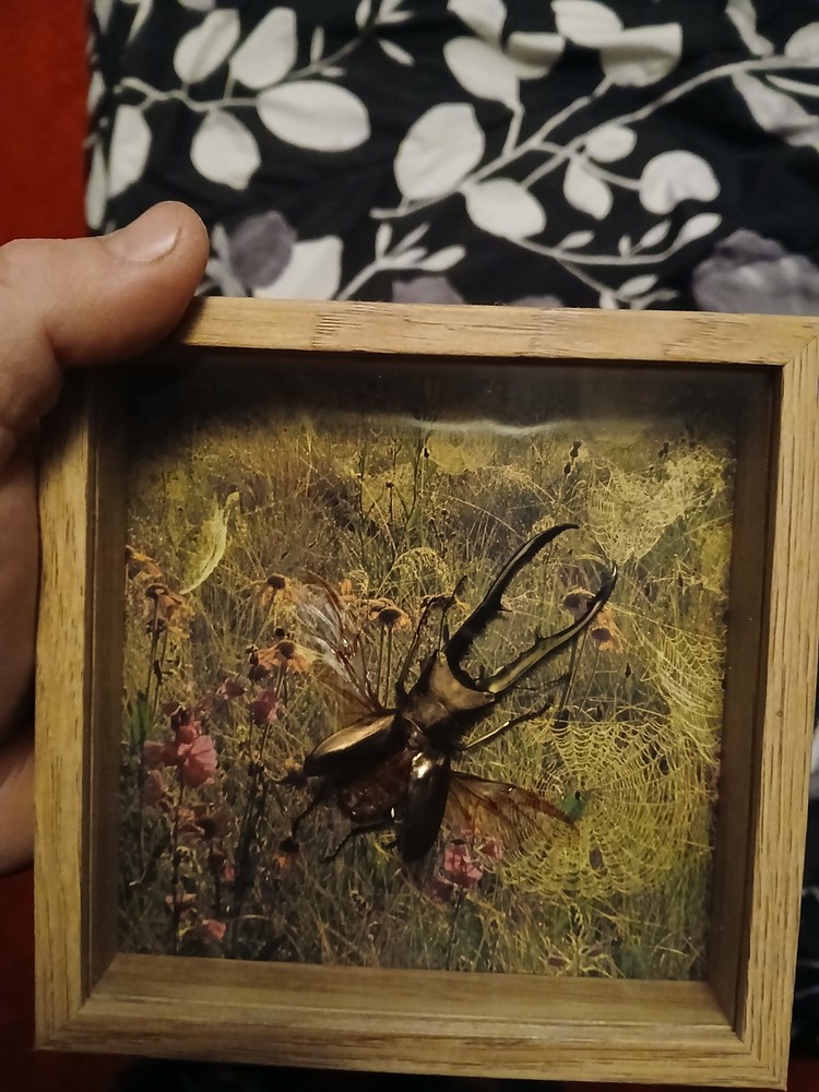 Real Large Stag Beetle Mounted In A Case