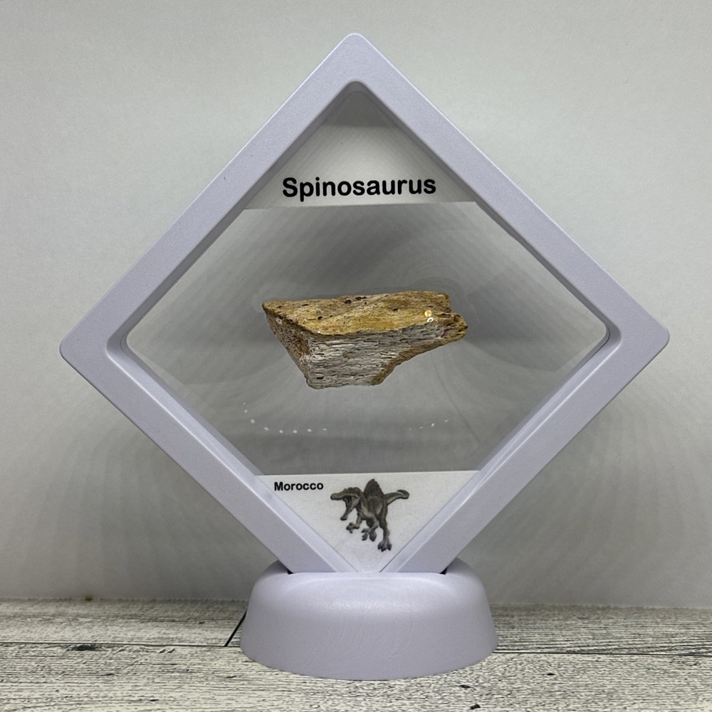 Spinosaurus Extinct Dinosaur Bone Fossil in Display Case