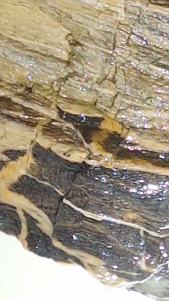 petrified wood log