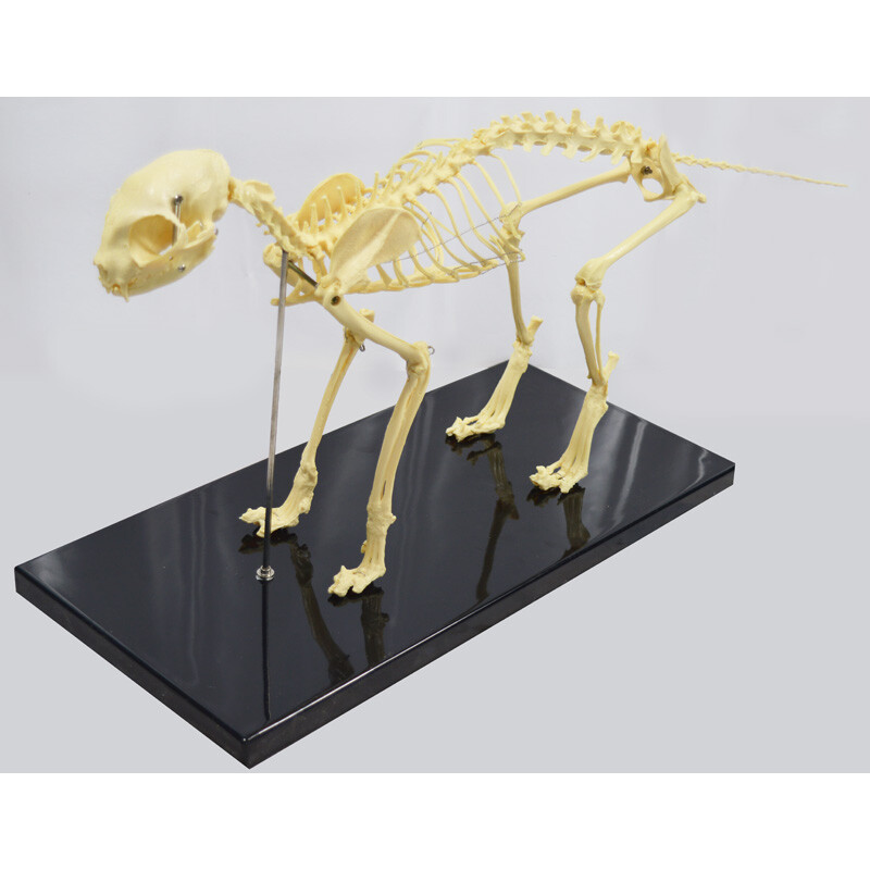 Feline Skeleton Anatomical Model Standard Size Veterinary Animal Education Model