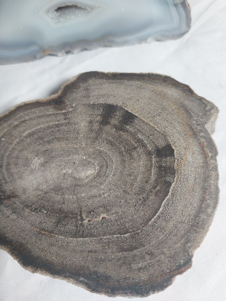 Petrified Wood, Half Geode Polished