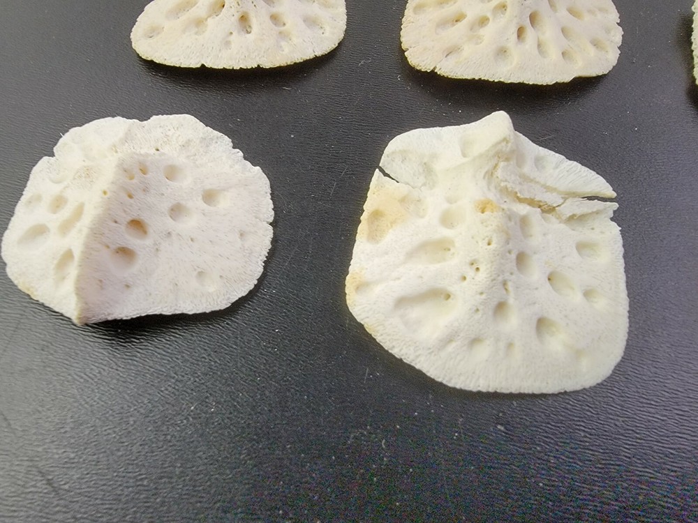 Gator ALLIGATOR BACK SCUTE bone bones BONY skutes croc weird OSTEODERMS CLEAN