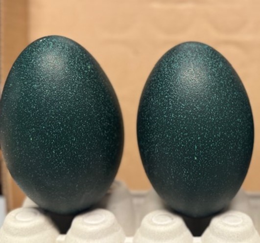2 Emu Hatching Eggs- Standard- Ship immediately