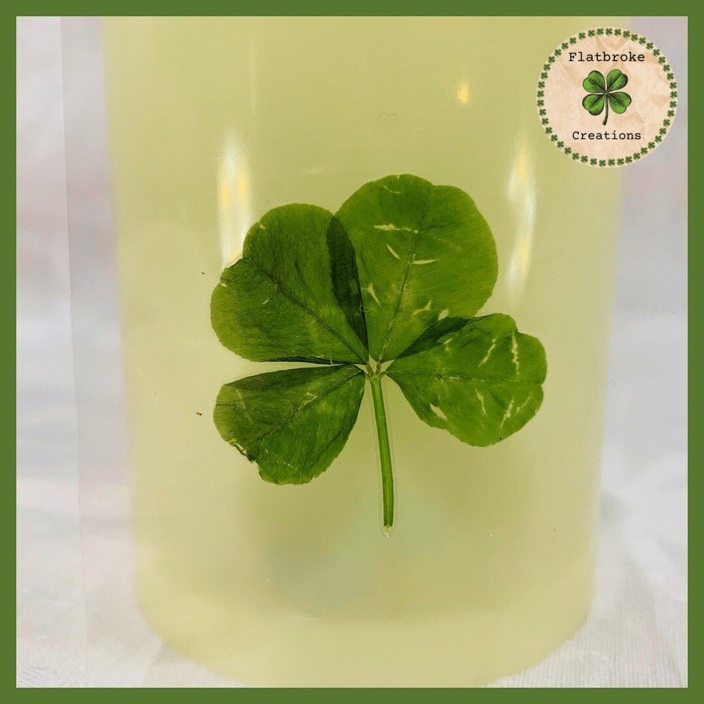 🍀Real Laminated Four Leaf Clover🍀 Shamrock