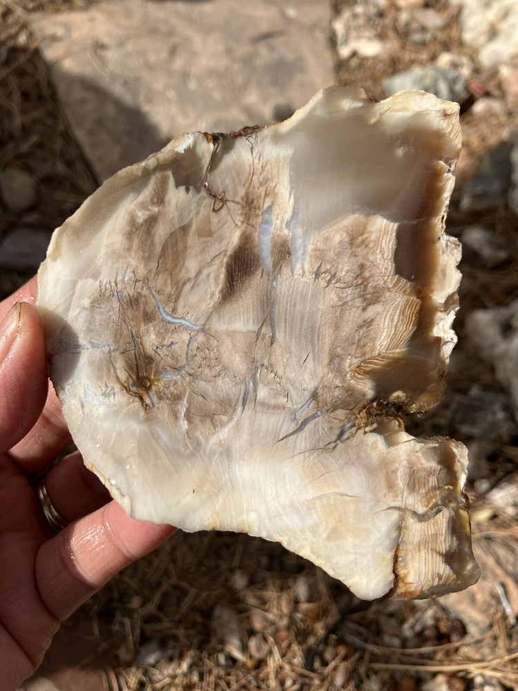 Petrified Wood Slab