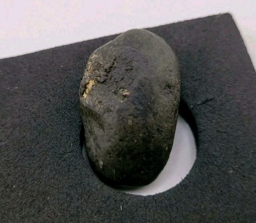 Real Permineralized Reptile Egg Fossil Lizard 🦎