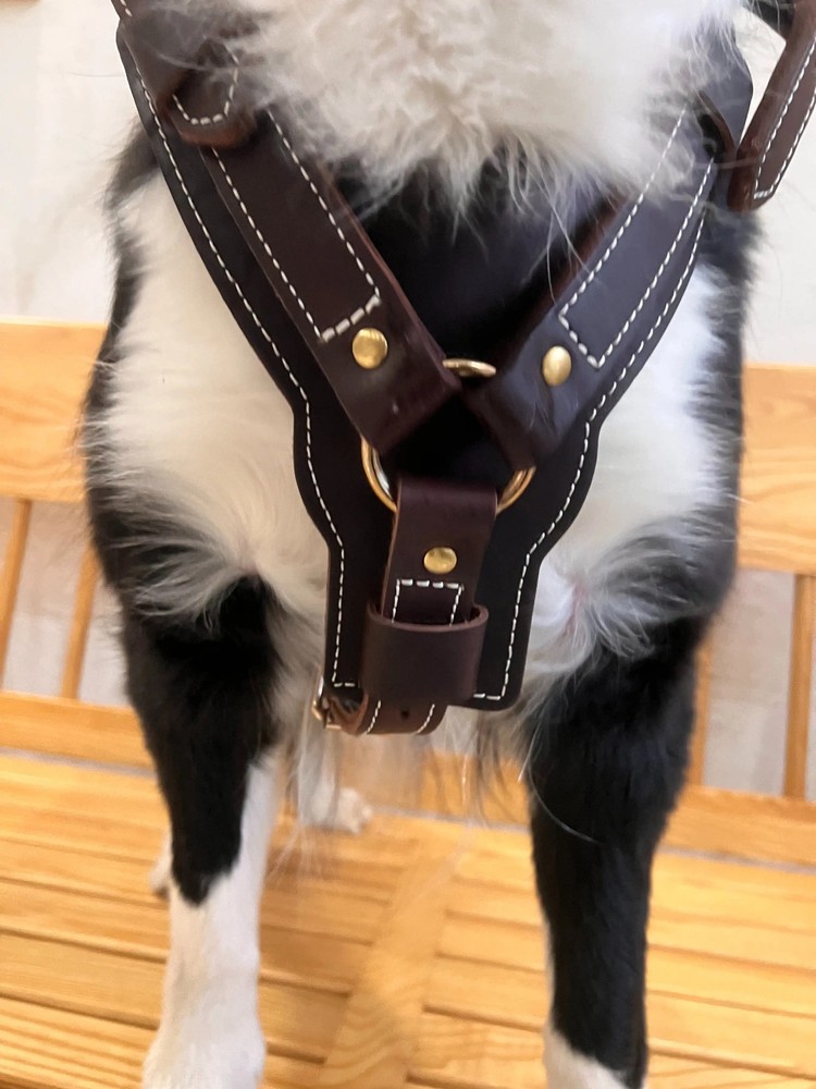Genuine Leather Y-Shaped Dog Harness Adjustable Neck Chest Pull-Proof, Durable