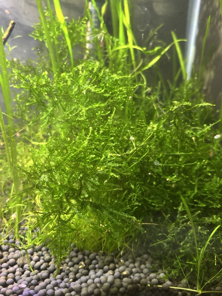 Aquarium Moss Weeping Moss Christmas Moss