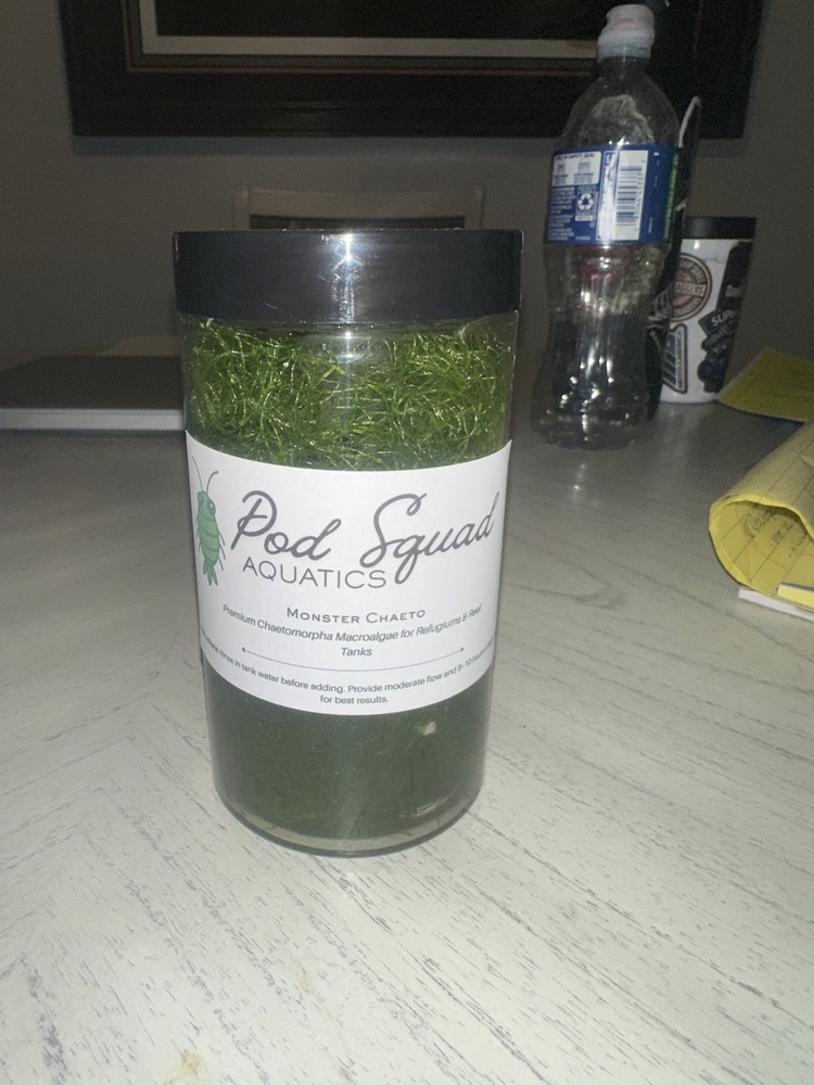 IMMORTAL chaeto macro algae