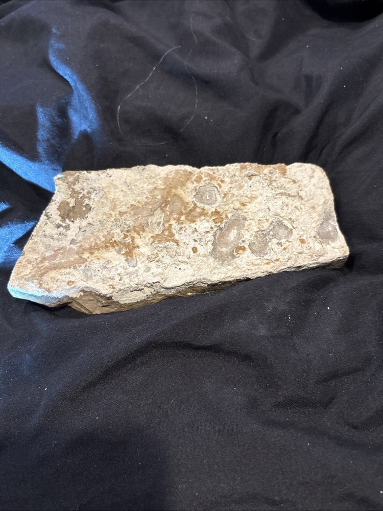 Partial Fossil Fish