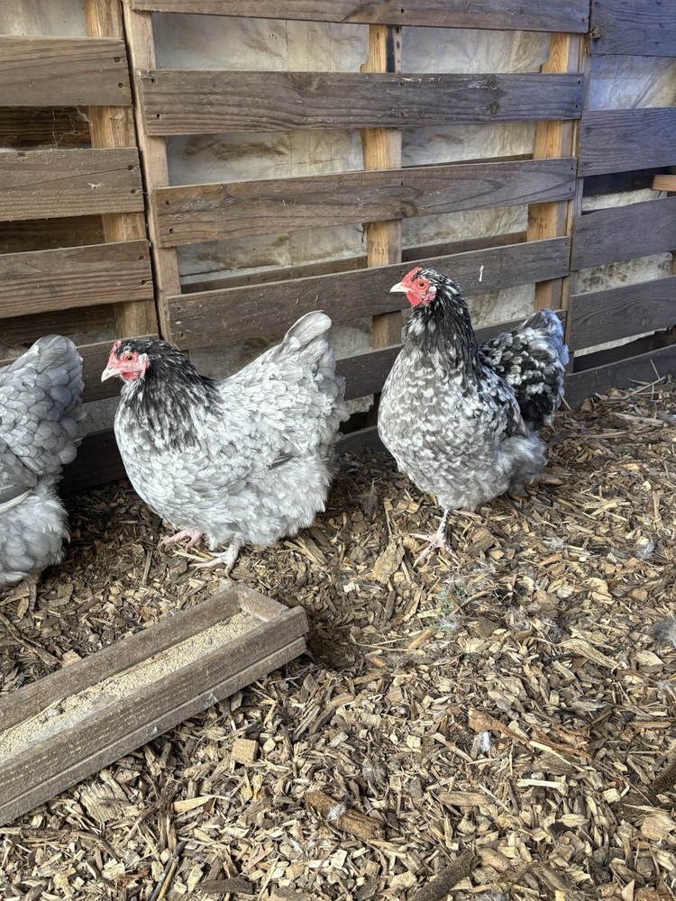 6 Blue Mottled English Orpington Hatching Eggs**