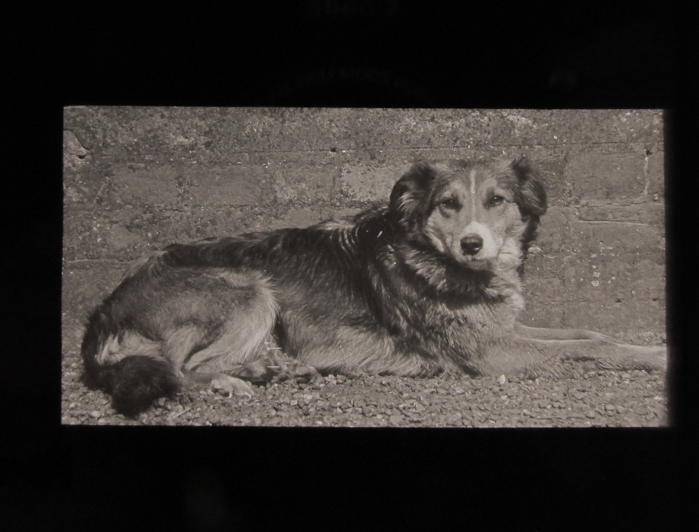 Glass Magic Lantern Slide A DOG LAYING DOWN C1900