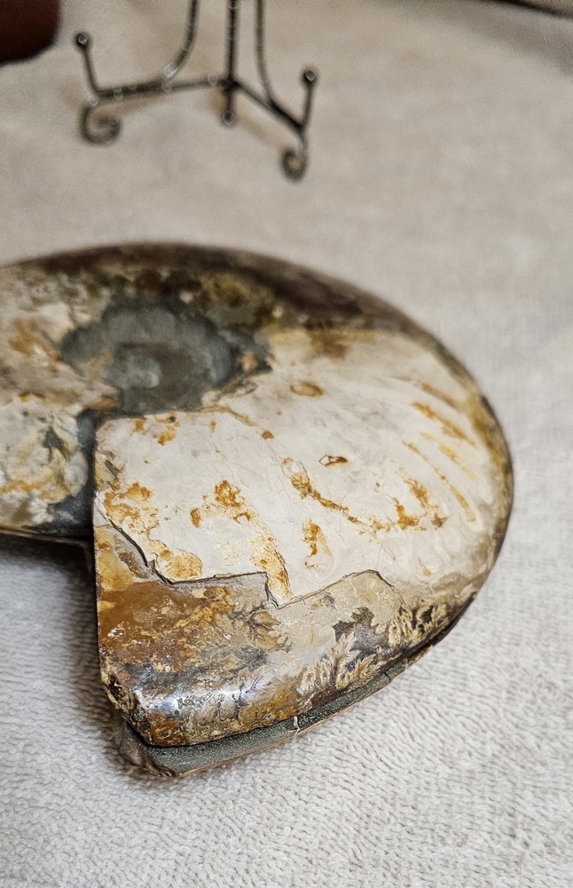 Ammonite Natural Pair