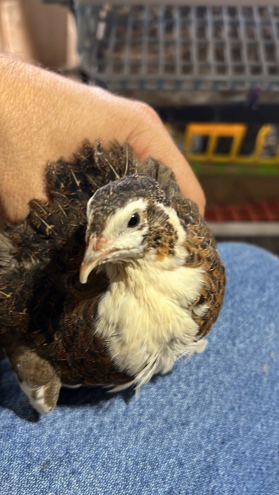 12+ Tuxedo Coturnix Hatching Eggs By Buddy’s Hatchery