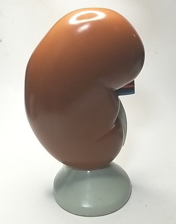 Human Kidney Model